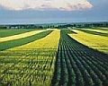 Biomassza: kukorica b�la