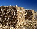 Biomassza: kukorica b�la
